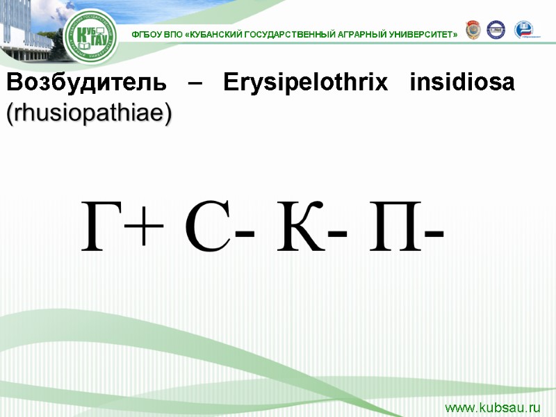 Возбудитель – Erysipelothrix insidiosa (rhusiopathiae)   Г+ С- К- П-
